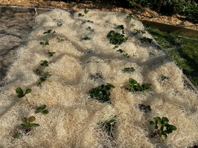 Dekorační dřevitá vlna - 1kg