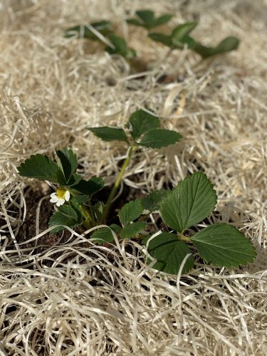 Dekorační dřevitá vlna - 1kg